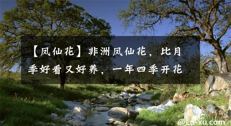 【鳳仙花】非洲鳳仙花，比月季好看又好養(yǎng)，一年四季開(kāi)花不斷