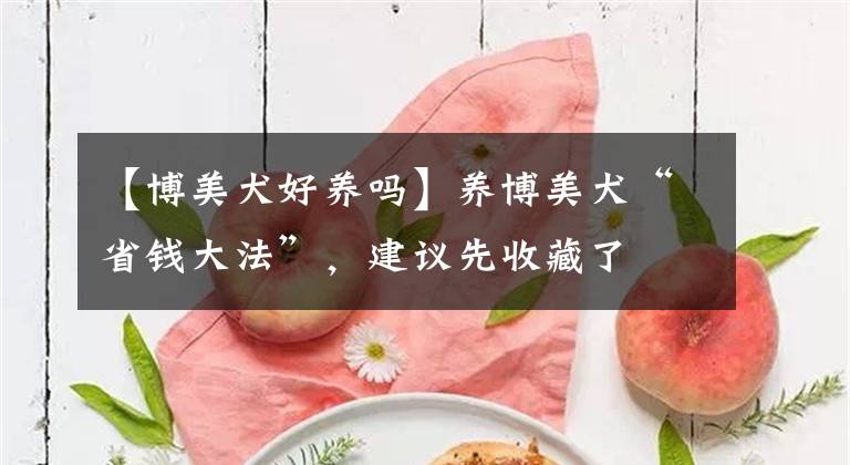 【博美犬好養(yǎng)嗎】養(yǎng)博美犬“省錢大法”，建議先收藏了