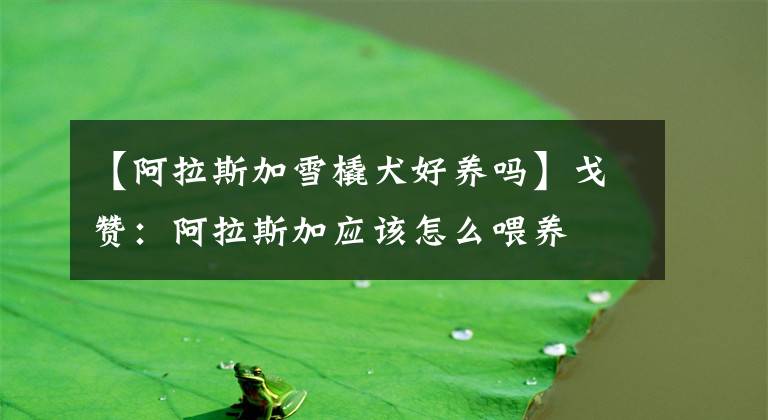 【阿拉斯加雪橇犬好養(yǎng)嗎】戈贊：阿拉斯加應(yīng)該怎么喂養(yǎng)