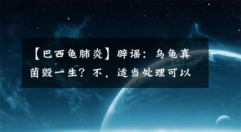 【巴西龜肺炎】辟謠：烏龜真菌毀一生？不，適當(dāng)處理可以幫助龜龜恢復(fù)盛世美顏