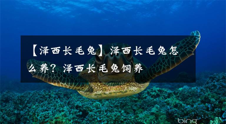 【澤西長(zhǎng)毛兔】澤西長(zhǎng)毛兔怎么養(yǎng)？澤西長(zhǎng)毛兔飼養(yǎng)