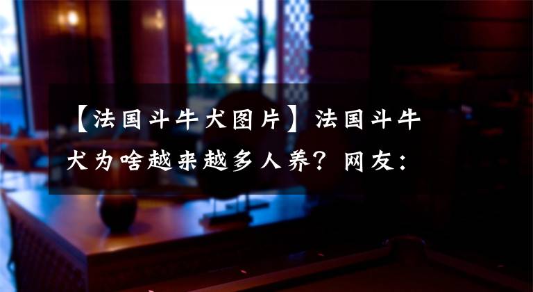 【法國斗牛犬圖片】法國斗牛犬為啥越來越多人養(yǎng)？網(wǎng)友：養(yǎng)了就不想換狗了