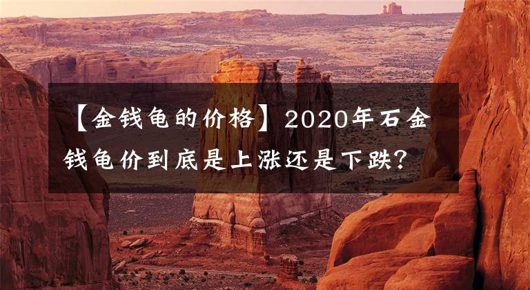 【金錢龜?shù)膬r格】2020年石金錢龜價到底是上漲還是下跌？