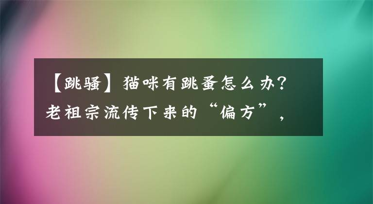 【跳騷】貓咪有跳蚤怎么辦？老祖宗流傳下來(lái)的“偏方”，很受用