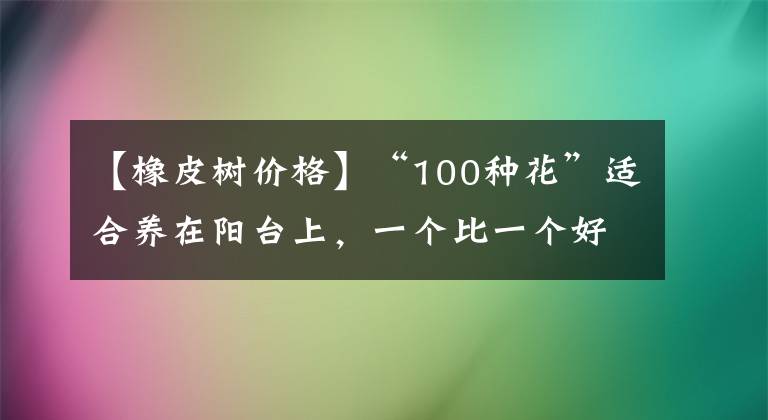 【橡皮樹價格】“100種花”適合養(yǎng)在陽臺上，一個比一個好看，還很好養(yǎng)護(hù)