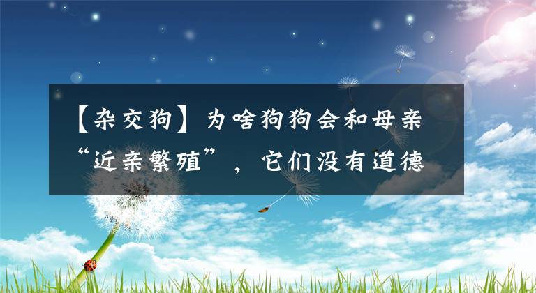 【雜交狗】為啥狗狗會和母親“近親繁殖”，它們沒有道德感嗎？