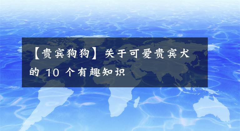 【貴賓狗狗】關(guān)于可愛(ài)貴賓犬的 10 個(gè)有趣知識(shí)