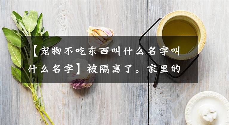 【寵物不吃東西叫什么名字叫什么名字】被隔離了。家里的寵物該怎么辦？