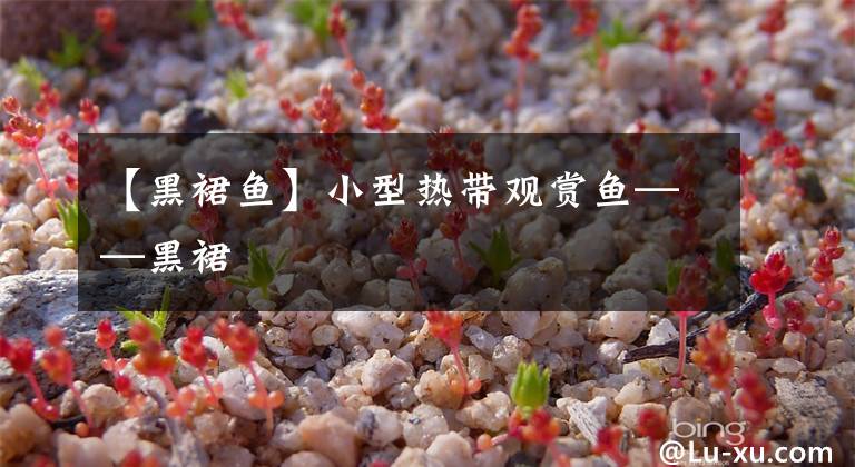 【黑裙魚】小型熱帶觀賞魚——黑裙