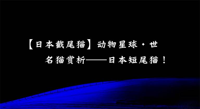 【日本截尾貓】動物星球·世界名貓賞析——日本短尾貓！