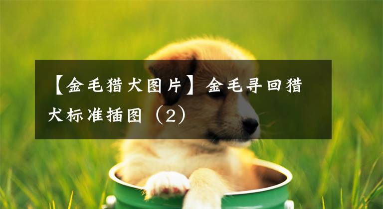 【金毛獵犬圖片】金毛尋回獵犬標(biāo)準(zhǔn)插圖（2）