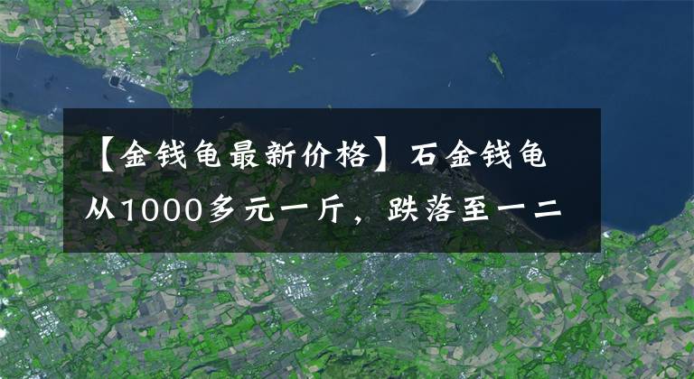 【金錢龜最新價(jià)格】石金錢龜從1000多元一斤，跌落至一二百元一斤，小農(nóng)養(yǎng)殖戶苦