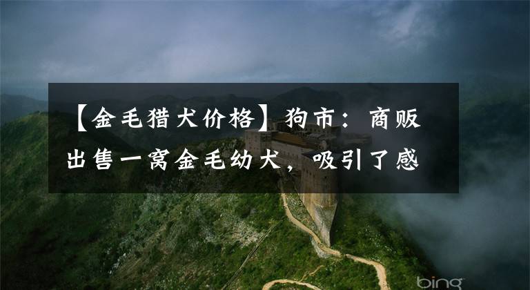 【金毛獵犬價格】狗市：商販出售一窩金毛幼犬，吸引了感興趣的買主圍觀！