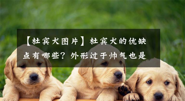 【杜賓犬圖片】杜賓犬的優(yōu)缺點有哪些？外形過于帥氣也是一種罪？