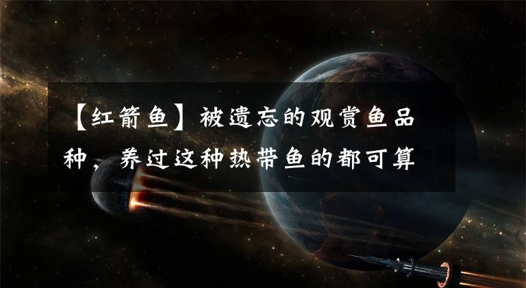 【紅箭魚】被遺忘的觀賞魚品種，養(yǎng)過這種熱帶魚的都可算資深魚友，你養(yǎng)過嗎