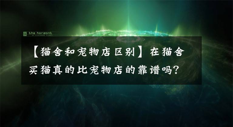 【貓舍和寵物店區(qū)別】在貓舍買貓真的比寵物店的靠譜嗎？