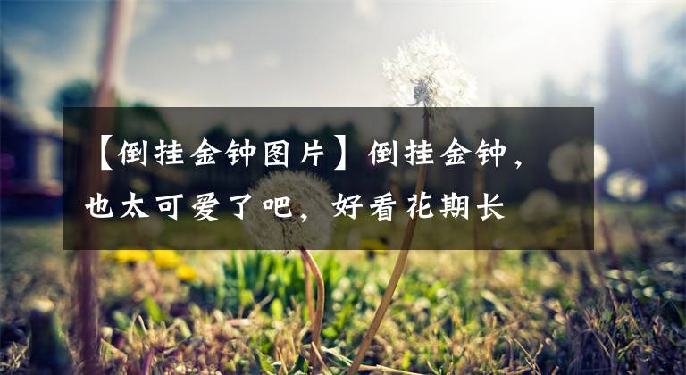 【倒掛金鐘圖片】倒掛金鐘，也太可愛了吧，好看花期長(zhǎng)