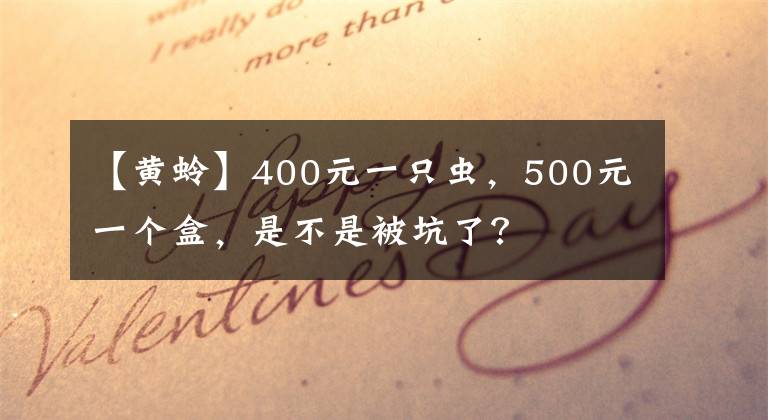 【黃蛉】400元一只蟲，500元一個盒，是不是被坑了？