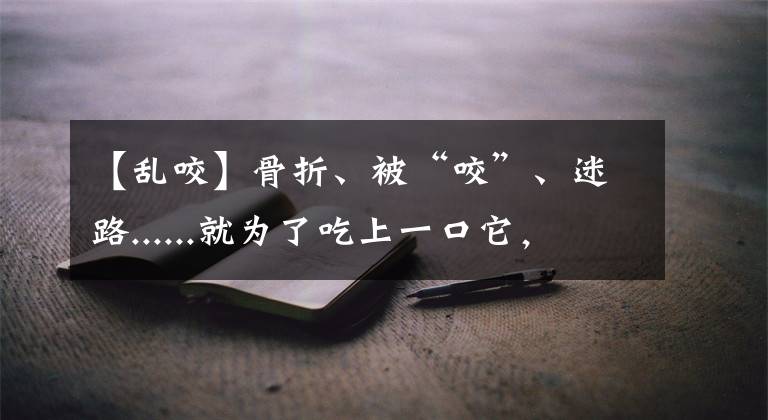 【亂咬】骨折、被“咬”、迷路......就為了吃上一口它，這個代價大了