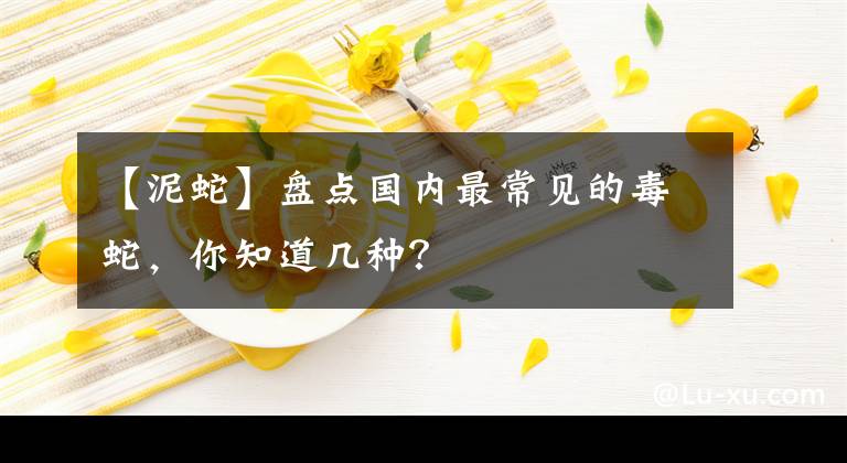 【泥蛇】盤點(diǎn)國內(nèi)最常見的毒蛇，你知道幾種？