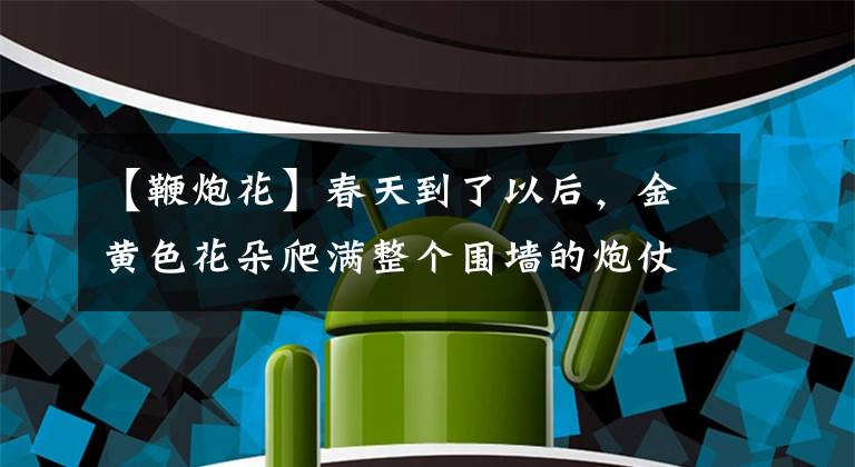 【鞭炮花】春天到了以后，金黃色花朵爬滿整個(gè)圍墻的炮仗花