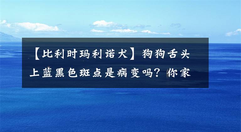 【比利時(shí)瑪利諾犬】狗狗舌頭上藍(lán)黑色斑點(diǎn)是病變嗎？你家狗狗舌頭上是否也有？