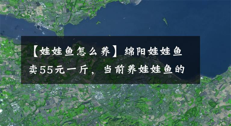 【娃娃魚怎么養(yǎng)】綿陽娃娃魚賣55元一斤，當前養(yǎng)娃娃魚的風(fēng)險在哪？