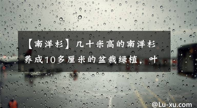 【南洋杉】幾十米高的南洋杉養(yǎng)成10多厘米的盆栽綠植，葉黃怎么解決？