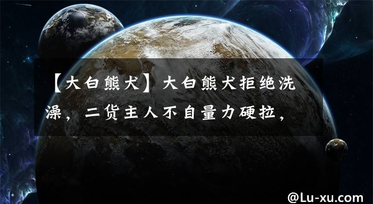 【大白熊犬】大白熊犬拒絕洗澡，二貨主人不自量力硬拉，自己摔了個四腳朝天