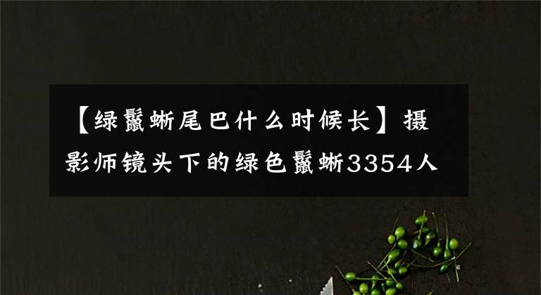 【綠鬣蜥尾巴什么時(shí)候長(zhǎng)】攝影師鏡頭下的綠色鬣蜥3354人氣爬蟲(chóng)寵物之一。