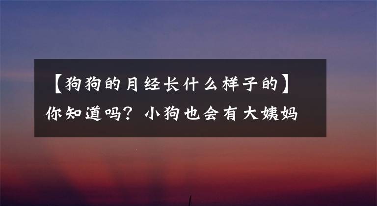 【狗狗的月經(jīng)長(zhǎng)什么樣子的】你知道嗎？小狗也會(huì)有大姨媽的。