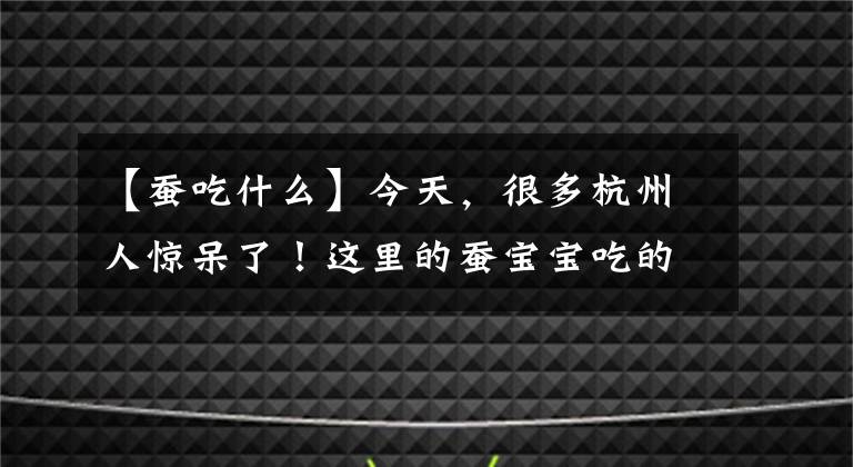 【蠶吃什么】今天，很多杭州人驚呆了！這里的蠶寶寶吃的居然不是桑葉，而是...