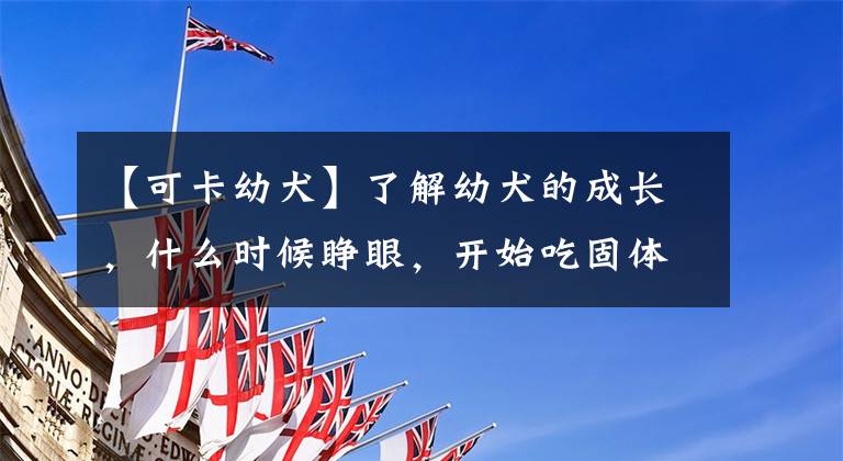 【可卡幼犬】了解幼犬的成長，什么時候睜眼，開始吃固體食物，可以離開母犬？