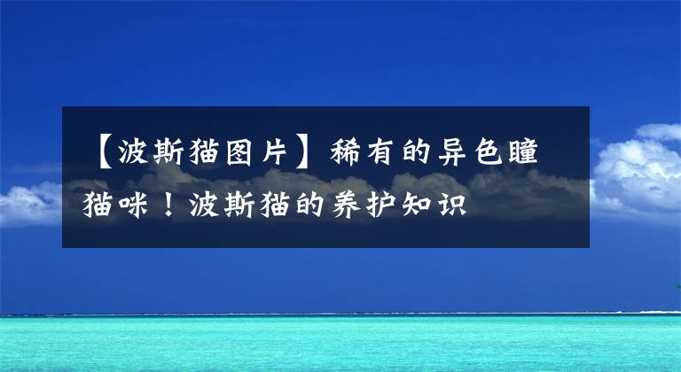 【波斯貓圖片】稀有的異色瞳貓咪！波斯貓的養(yǎng)護(hù)知識(shí)