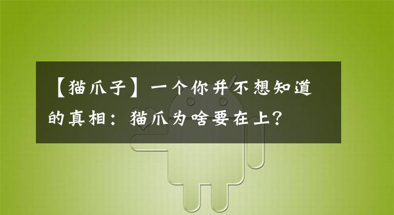 【貓爪子】一個你并不想知道的真相：貓爪為啥要在上？