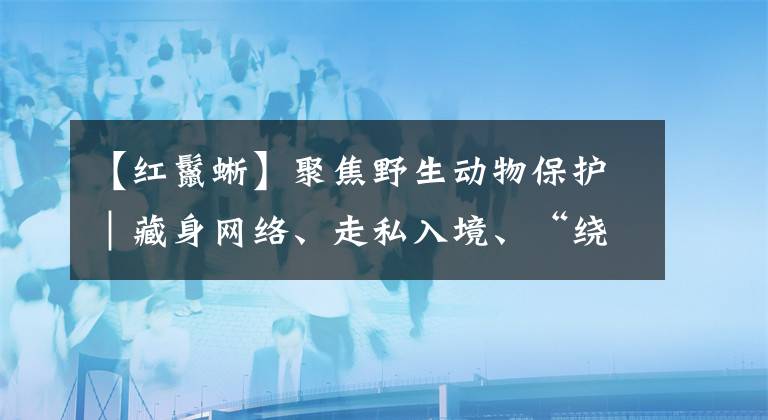 【紅鬣蜥】聚焦野生動(dòng)物保護(hù)｜藏身網(wǎng)絡(luò)、走私入境、“繞道”寄遞……這些人打著“異寵”幌子非法買賣野生動(dòng)物