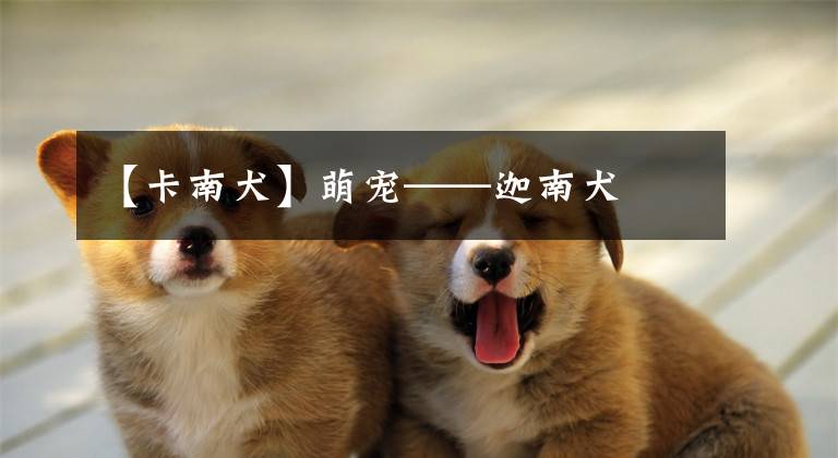 【卡南犬】萌寵——迦南犬