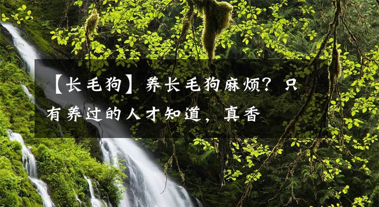 【長(zhǎng)毛狗】養(yǎng)長(zhǎng)毛狗麻煩？只有養(yǎng)過(guò)的人才知道，真香