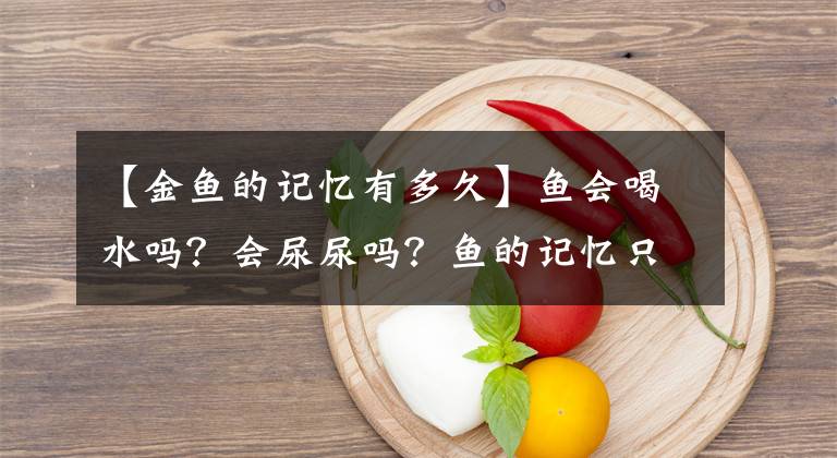 【金魚的記憶有多久】魚會喝水嗎？會尿尿嗎？魚的記憶只有7秒？更有趣的是…