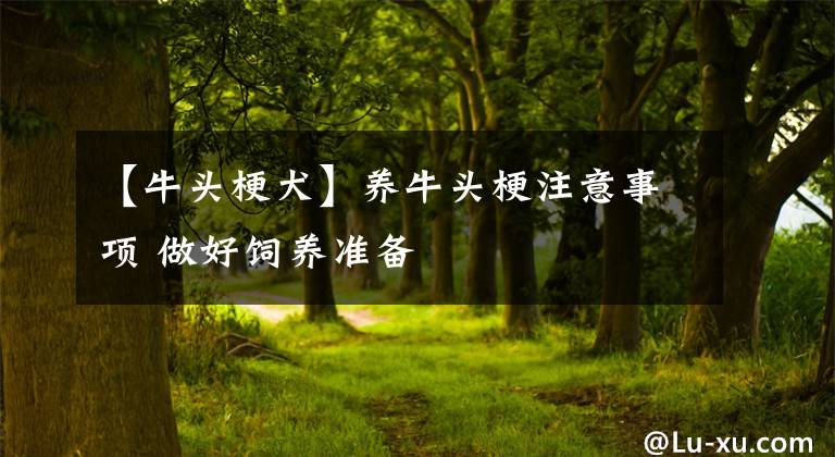 【牛頭梗犬】養(yǎng)牛頭梗注意事項 做好飼養(yǎng)準備