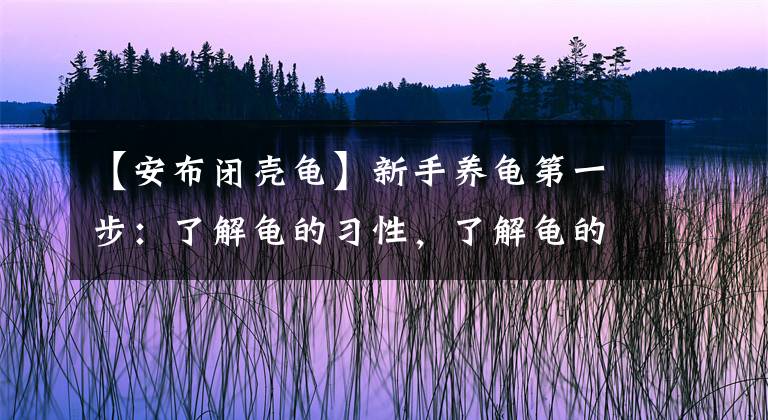 【安布閉殼龜】新手養(yǎng)龜?shù)谝徊剑毫私恺數(shù)牧?xí)性，了解龜?shù)膬r(jià)格，養(yǎng)合適自己的烏龜