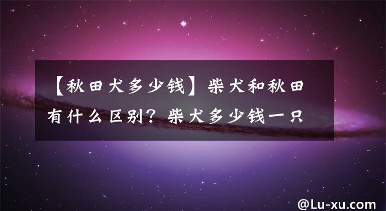 【秋田犬多少錢】柴犬和秋田有什么區(qū)別？柴犬多少錢一只？