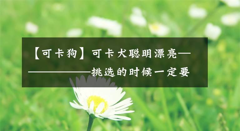 【可卡狗】可卡犬聰明漂亮——————挑選的時(shí)候一定要注意，可別選錯(cuò)了