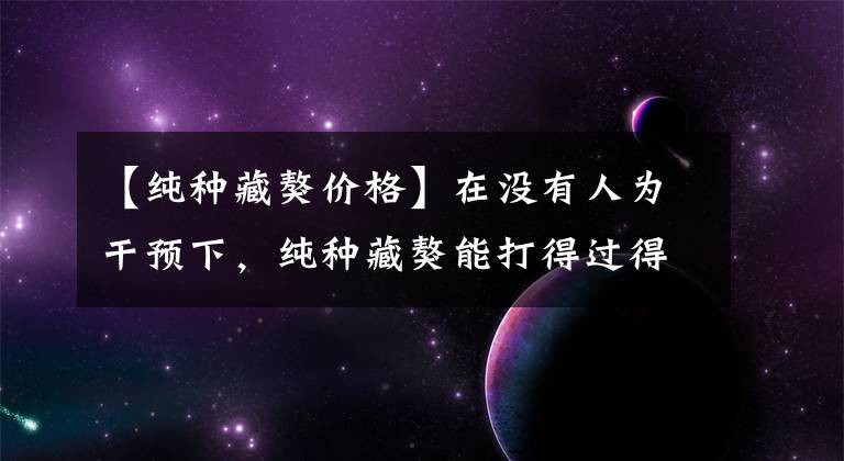 【純種藏獒價格】在沒有人為干預(yù)下，純種藏獒能打得過得狗嗎？專家給出答案