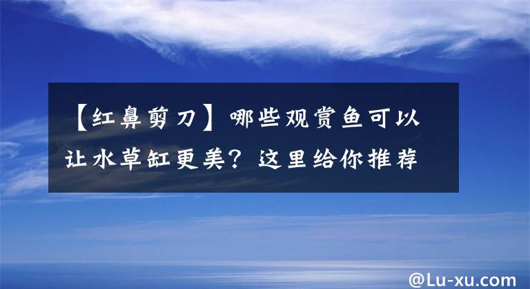 【紅鼻剪刀】哪些觀賞魚可以讓水草缸更美？這里給你推薦幾種，高顏且易養(yǎng)