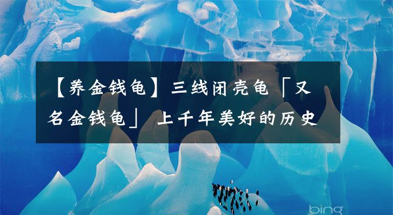 【養(yǎng)金錢龜】三線閉殼龜「又名金錢龜」 上千年美好的歷史 擁有金錢歸來的寓意