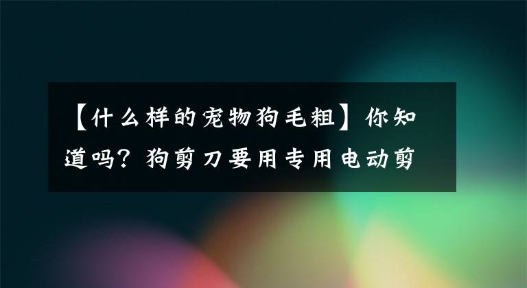 【什么樣的寵物狗毛粗】你知道嗎？狗剪刀要用專用電動剪刀！