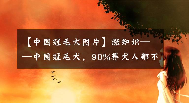 【中國(guó)冠毛犬圖片】漲知識(shí)——中國(guó)冠毛犬，90%養(yǎng)犬人都不太懂的犬種！你造嗎？