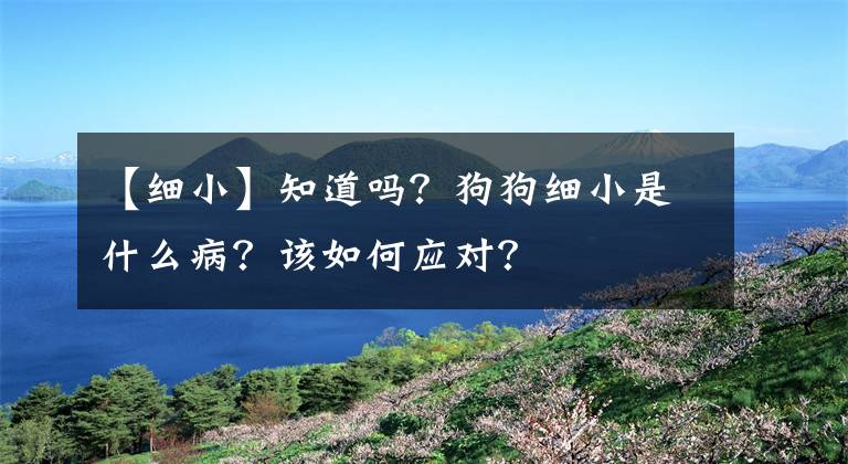 【細(xì)小】知道嗎？狗狗細(xì)小是什么??？該如何應(yīng)對(duì)？