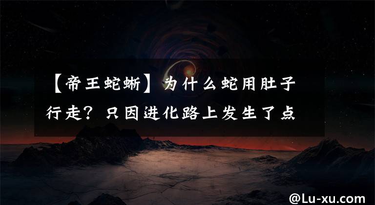 【帝王蛇蜥】為什么蛇用肚子行走？只因進(jìn)化路上發(fā)生了點小插曲